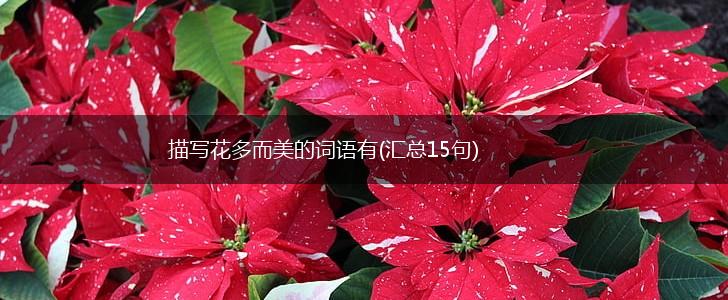 描写花多而美的词语有(汇总15句),第1张