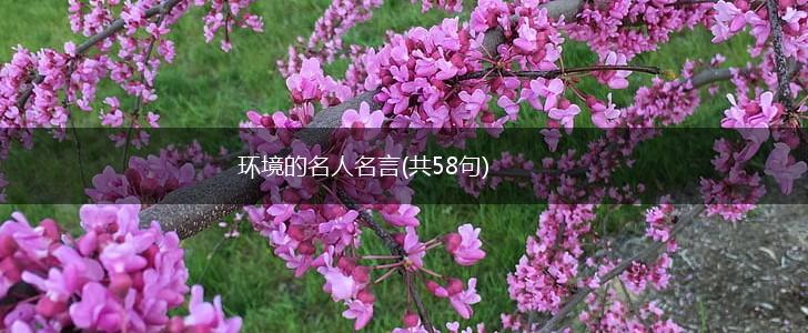 环境的名人名言(共58句),第1张