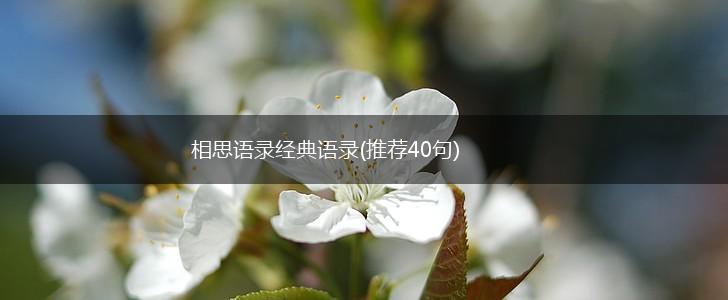 相思语录经典语录(推荐40句),第1张