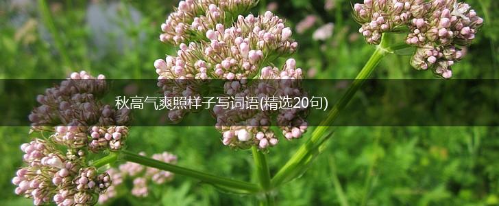 秋高气爽照样子写词语(精选20句),第1张