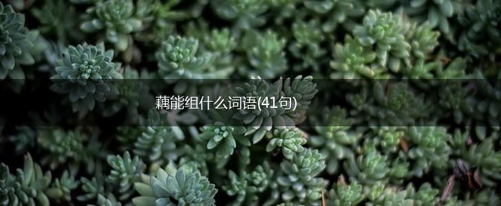 藕能组什么词语(41句),第1张