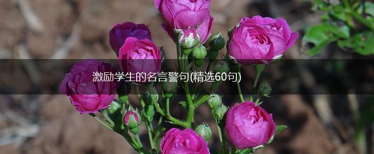 激励学生的名言警句(精选60句),第1张