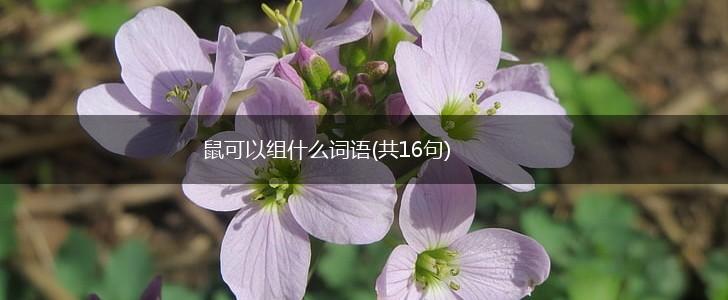 鼠可以组什么词语(共16句),第1张