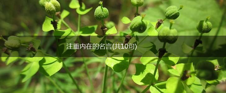 注重内在的名言(共10句),第1张