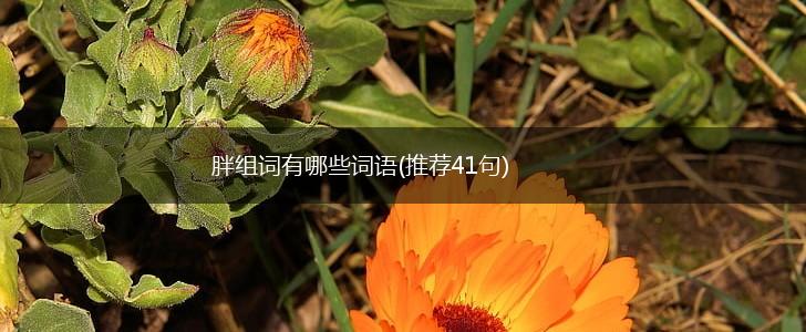 胖组词有哪些词语(推荐41句),第1张
