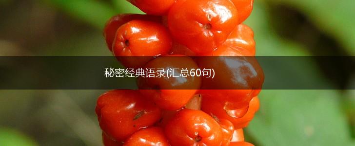 秘密经典语录(汇总60句),第1张