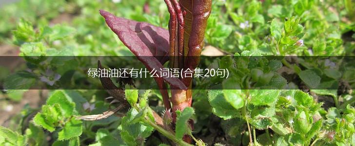绿油油还有什么词语(合集20句),第1张