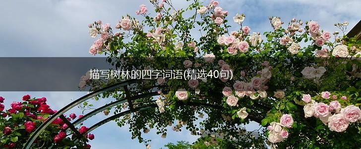 描写树林的四字词语(精选40句),第1张 描写树林的四字词语(精选40句),第1张
