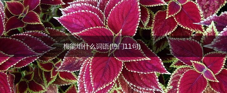 梅能组什么词语(热门11句),第1张