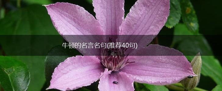 牛顿的名言名句(推荐40句),第1张