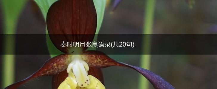 秦时明月张良语录(共20句),第1张