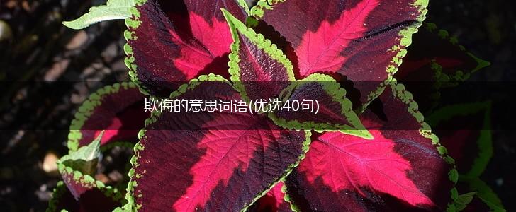 欺侮的意思词语(优选40句),第1张