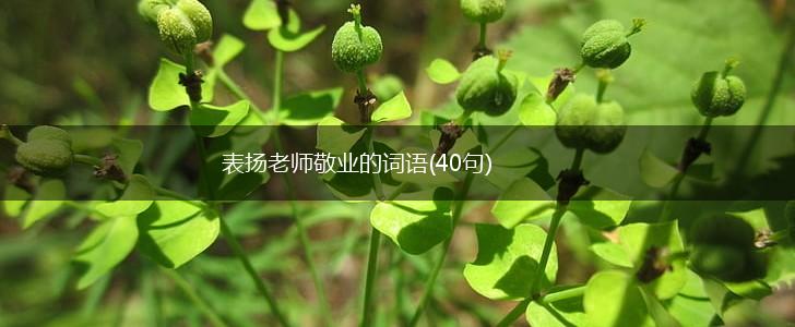 表扬老师敬业的词语(40句),第1张