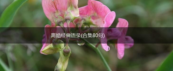离婚经典语录(合集80句),第1张