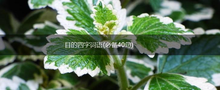目的四字词语(必备40句),第1张