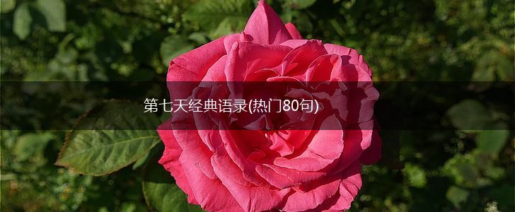 第七天经典语录(热门80句),第1张