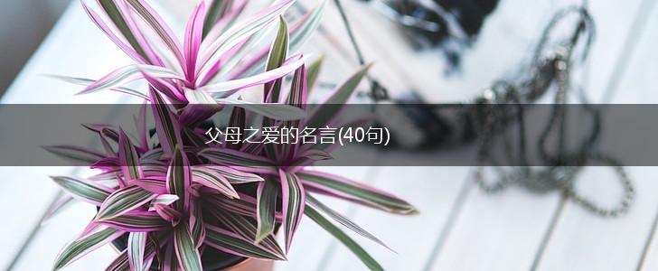 父母之爱的名言(40句),第1张