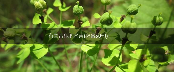 有关音乐的名言(必备50句),第1张