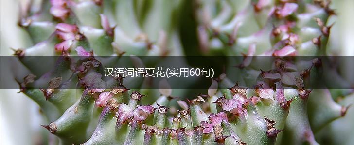 汉语词语夏花(实用60句),第1张