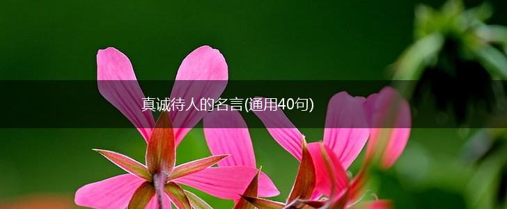 真诚待人的名言(通用40句),第1张 真诚待人的名言(通用40句),第1张