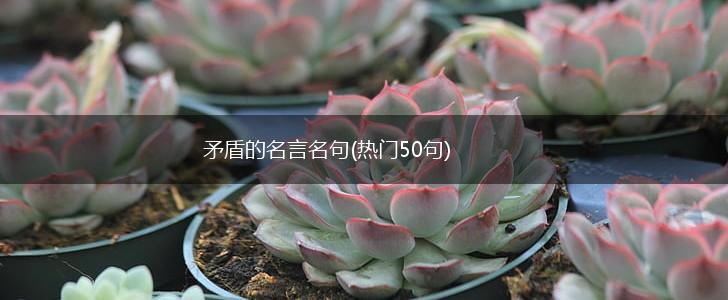 矛盾的名言名句(热门50句),第1张