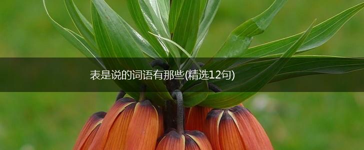 表是说的词语有那些(精选12句),第1张