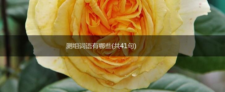 测组词语有哪些(共41句),第1张