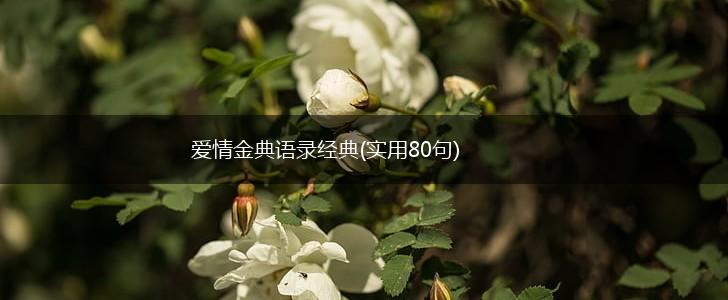 爱情金典语录经典(实用80句),第1张