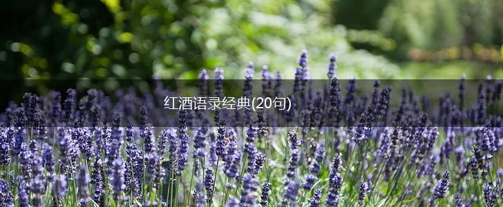 红酒语录经典(20句),第1张