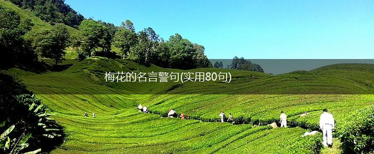 梅花的名言警句(实用80句),第1张