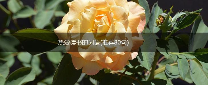 热爱读书的词语(推荐80句),第1张