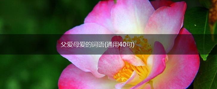 父爱母爱的词语(通用40句),第1张