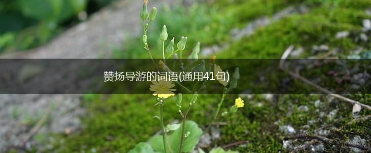 赞扬导游的词语(通用41句),第1张