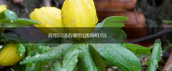 肯组词语有哪些(通用41句),第1张 肯组词语有哪些(通用41句),第1张