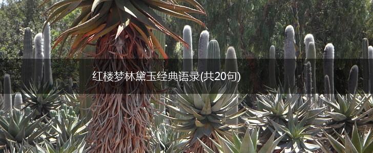 红楼梦林黛玉经典语录(共20句),第1张