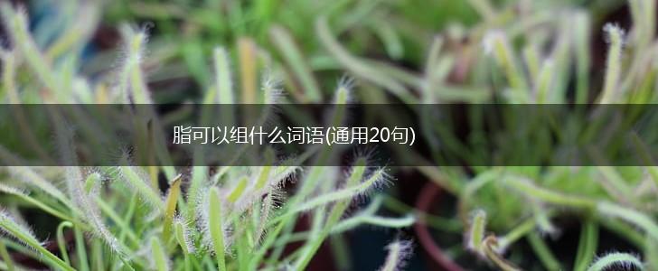 脂可以组什么词语(通用20句),第1张