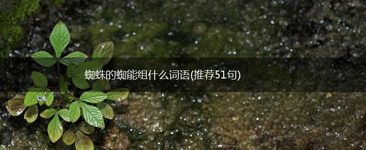 蜘蛛的蜘能组什么词语(推荐51句),第1张