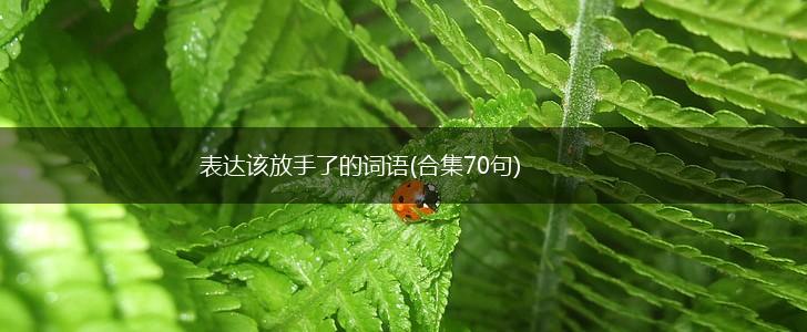 表达该放手了的词语(合集70句),第1张