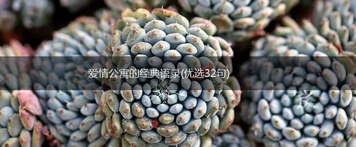 爱情公寓的经典语录(优选32句),第1张