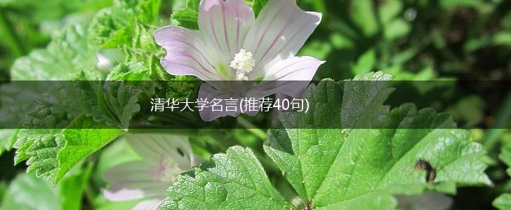 清华大学名言(推荐40句),第1张
