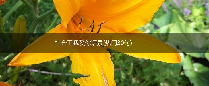 社会王我爱你语录(热门30句),第1张