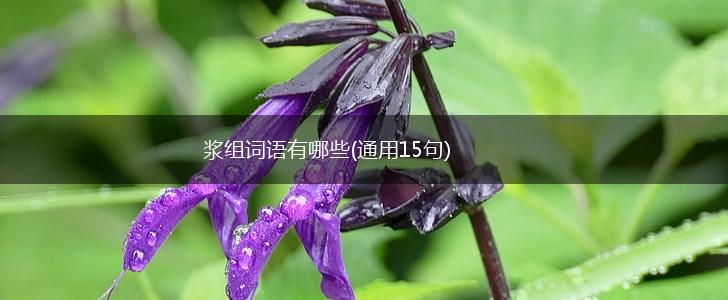 浆组词语有哪些(通用15句),第1张