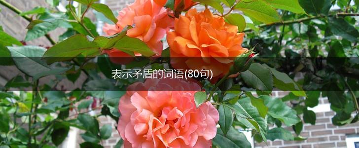 表示矛盾的词语(80句),第1张