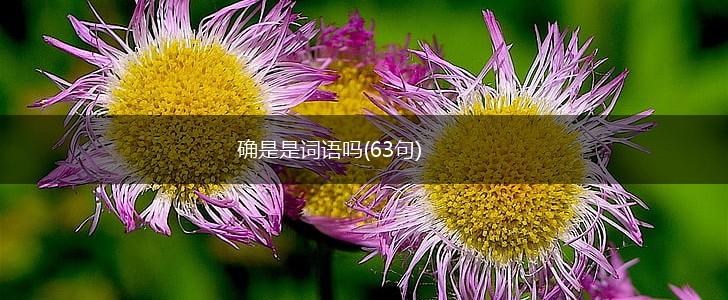 确是是词语吗(63句),第1张 确是是词语吗(63句),第1张