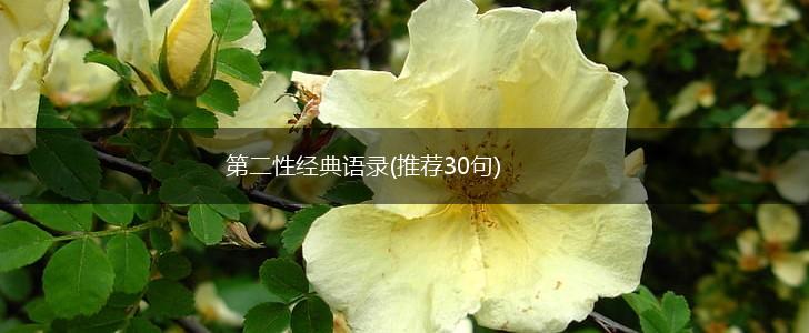 第二性经典语录(推荐30句),第1张