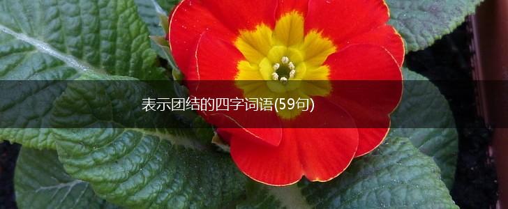 表示团结的四字词语(59句),第1张