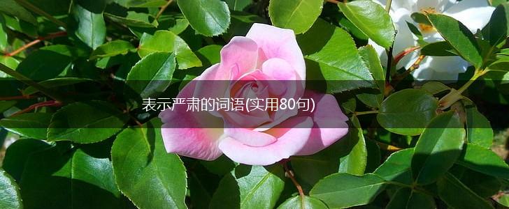 表示严肃的词语(实用80句),第1张