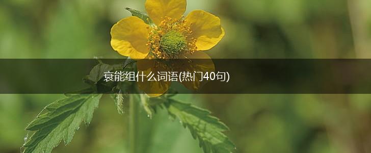 衰能组什么词语(热门40句),第1张