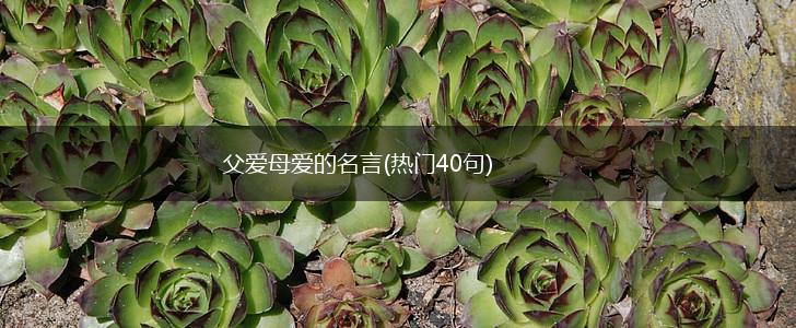 父爱母爱的名言(热门40句),第1张