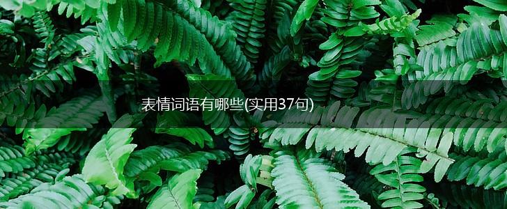 表情词语有哪些(实用37句),第1张